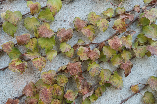 Climbing ivy plant leaves wall vision natural