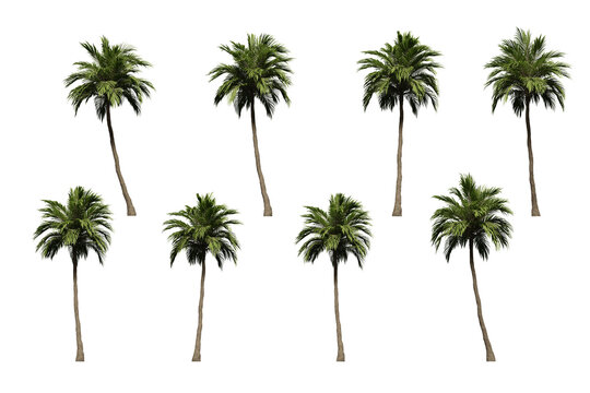 tropical coconut palm tree isolated on transparent background