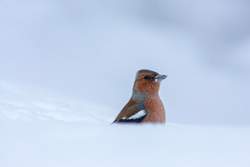 little bird looking for food in the snow, İspinoz, Common Chaffinch, Fringilla coelebs