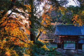 紅葉したモミジが夕日に照らされる美しい風景とお寺の山門
