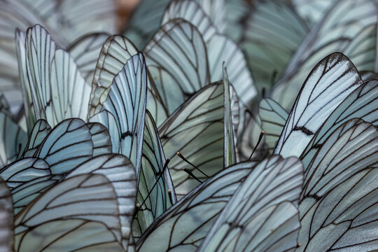 Black-veined White,Aporia crataegi, turkısh name alı&ccedil; kelebeği