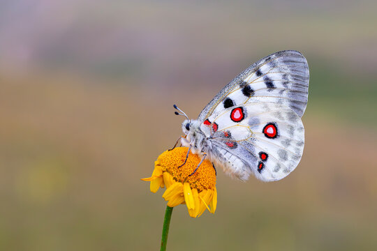 Female Apollo Butterfly, Parnassius apollo