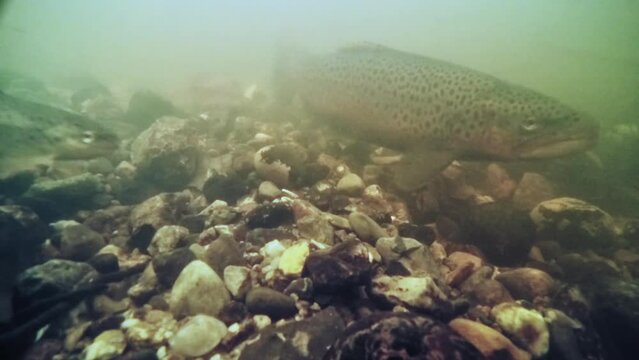 Sea trout, also called Sea run brown trout (lat.: Salmo trutta trutta) migrated to a small river for spawning 