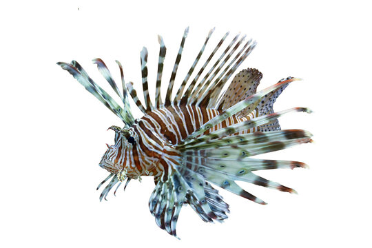 Beautiful dwarf lionfish on isolated background, Dwarf lionfish closeup white background