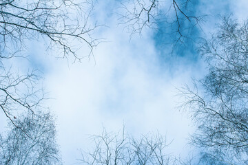 trees against the sky at sunset, against a blue cloudy background