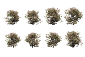 summer spiraea plant isolated on transparent background