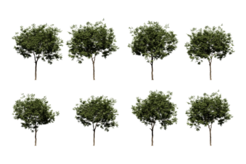 summer oak tree isolated on transparent background