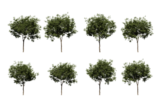 summer oak tree isolated on transparent background