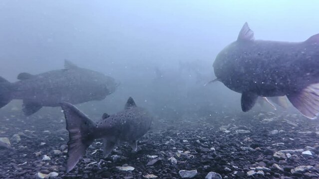 Atlantic salmon (lat.: Salmo Salar) in a big river. 