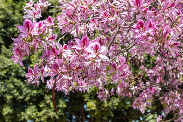 Obraz premium Twigs of orchid tree with young green leaves and pink flowers on a blue background in spring in a park
