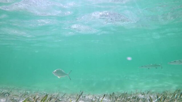 School of Yellowfin Mojarra (lat.:Gerres cinerus) swimming in shallow water, followed by a small Barracuda (lat.:Sphyraena) Bahamas.