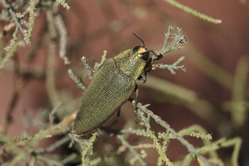 Steraspis squamosa beetle