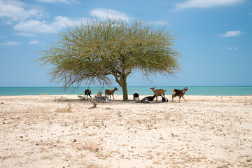 goats under an acacia tree on the Guajira beaches