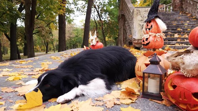 Black and white Border Collie lies in pumpkins decorated for Halloween against a background of fallen maple leaves and an old staircase in the park