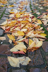 Herbstlaub auf einem Weg