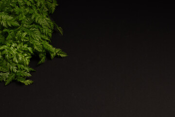 black background with fresh green leaves