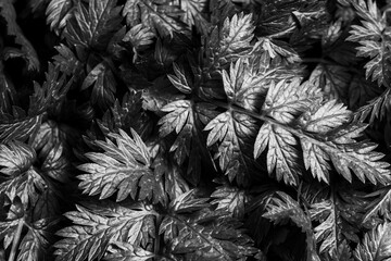 background with black and white leaves, monochrome background