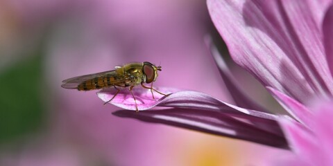 syrphe sur une fleur de chrysanthème 2