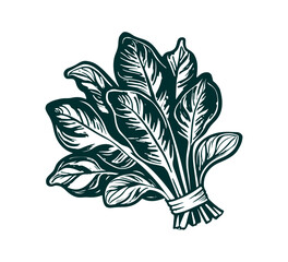 A bunch of spinach hand drawn graphic asset