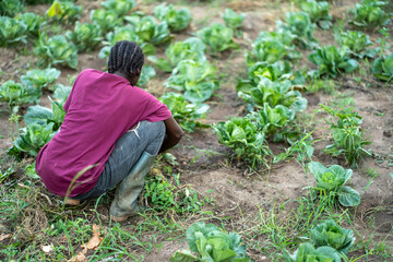 landscape view of black farmer in a  leaf crop farm in africa- unidentified young african lady working in a greenfield