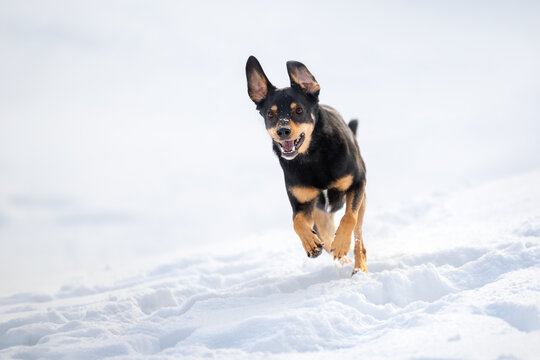 happy mixed breed dog running in the snow in winter