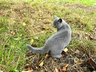 Naklejka premium young cat