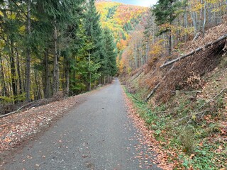 road in autumn forest