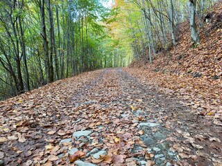 road in the forest