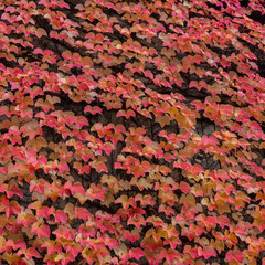 Red leaves on the wall as natural background.