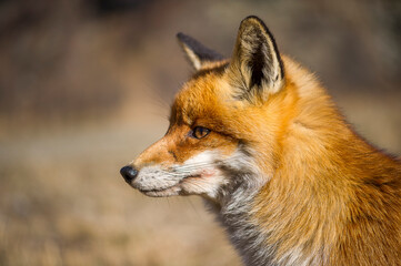 portrait de renard roux