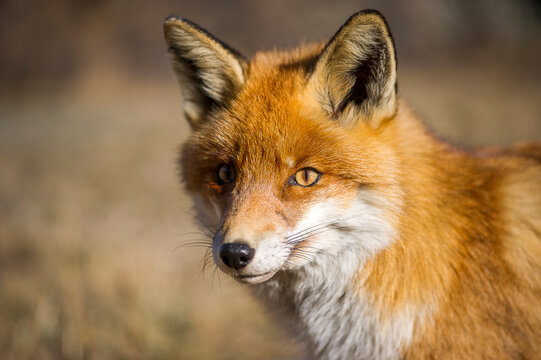 Renard Images – Browse 6,337 Stock Photos, Vectors, and Video