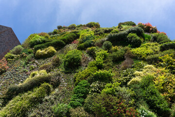 vertical garden to the sky