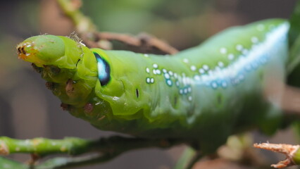 caterpillar on a leaf