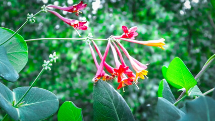 Close up of honeysuckle flowers