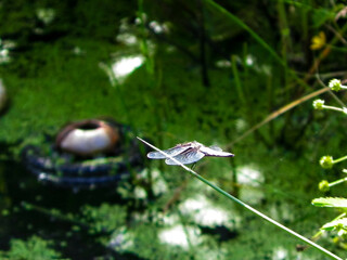 Close up of dragonfly, insects in a wild.