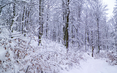 Fototapeta premium Snowy forest in Wiezyca Region. Kashubia Northern Poland.