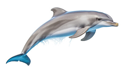 Dolphin. Isolated on Transparent background.	