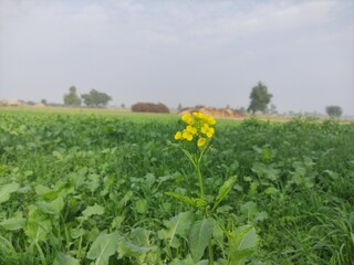 Fototapeta na wymiar Field Of Mustard plant 