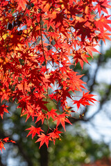 鮮やかに色づく紅葉