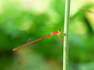 Dragonflies or also known as dragonflies. Often found in foliage, rivers or near puddles of water.