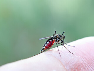 Mosquitoes are sucking blood. Mosquitoes can transmit several dangerous diseases.