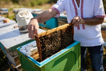 A beekeeper holds a frame with bees on a background of garden trees with green leaves.