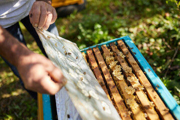 A beekeeper holds a frame with bees on a background of garden trees with green leaves.