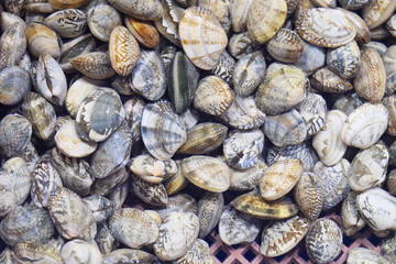 Close up of fresh raw clams for sale in a seafood market