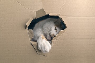 funny tabby cat looking curious out of a hole in a cardboard box. Horizontal image with copy space.	