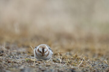 Snow bunting (Plectrophenax nivalis) is a passerine bird in the family Calcariidae. It is an Arctic specialist, with a circumpolar Arctic breeding range throughout the northern hemisphere. 