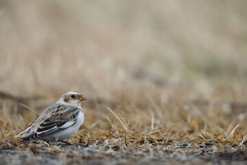 Snow bunting (Plectrophenax nivalis) is a passerine bird in the family Calcariidae. It is an Arctic specialist, with a circumpolar Arctic breeding range throughout the northern hemisphere. 