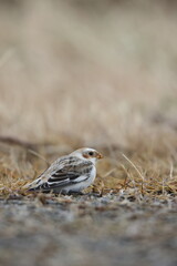 Snow bunting (Plectrophenax nivalis) is a passerine bird in the family Calcariidae. It is an Arctic specialist, with a circumpolar Arctic breeding range throughout the northern hemisphere. 