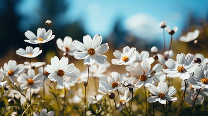 Fototapeta premium Group White Flower Planting Garden, HD, Background Wallpaper, Desktop Wallpaper 