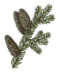 Balsam fir tree branch hand drawn vector